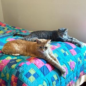 Check out my purr baby brothers!😻😻